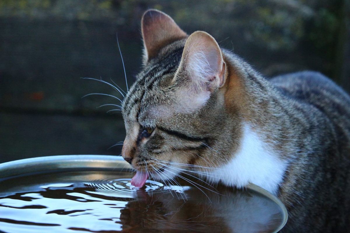 Katze, trinkt, wenig, Wasser